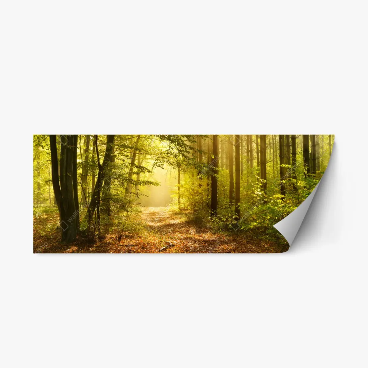 Repositionierbarer Aufkleber sonnenbeschienener waldweg im herbst – Pixers®