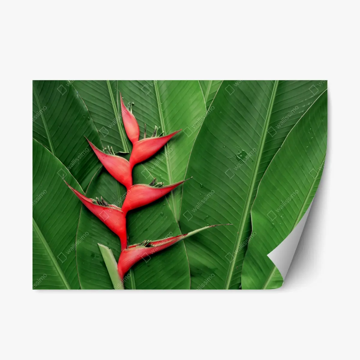 Repositionierbarer Aufkleber leuchtende heliconia auf tropischen blättern – Pixers®