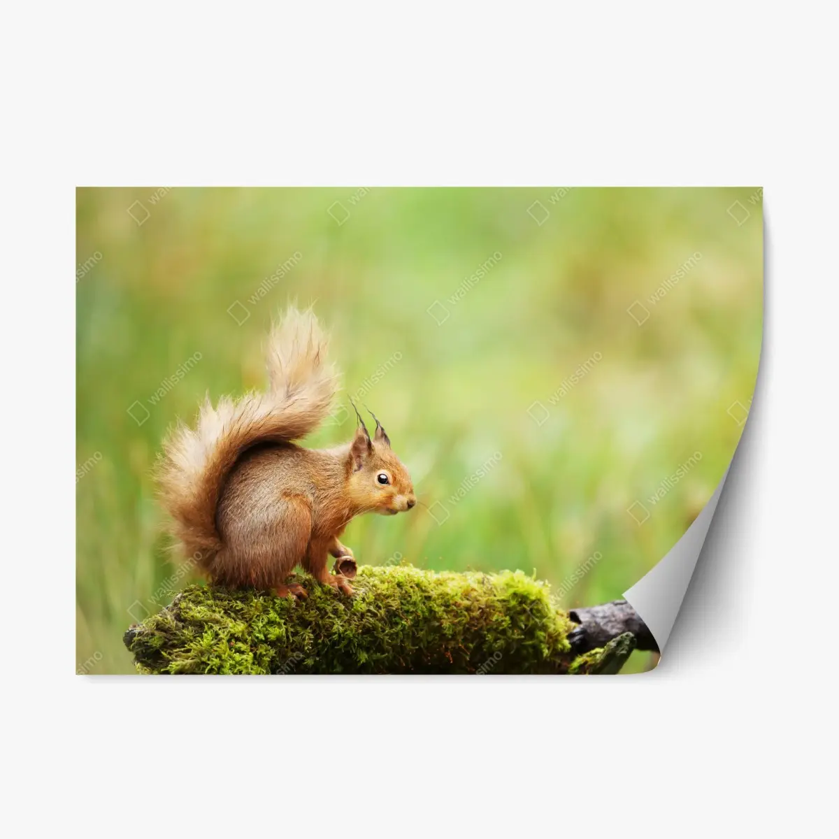Repositionierbarer Aufkleber rotes eichhörnchen auf moosigem stamm – Pixers®