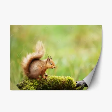 Repositionierbarer Aufkleber rotes eichhörnchen auf moosigem stamm – Pixers®
