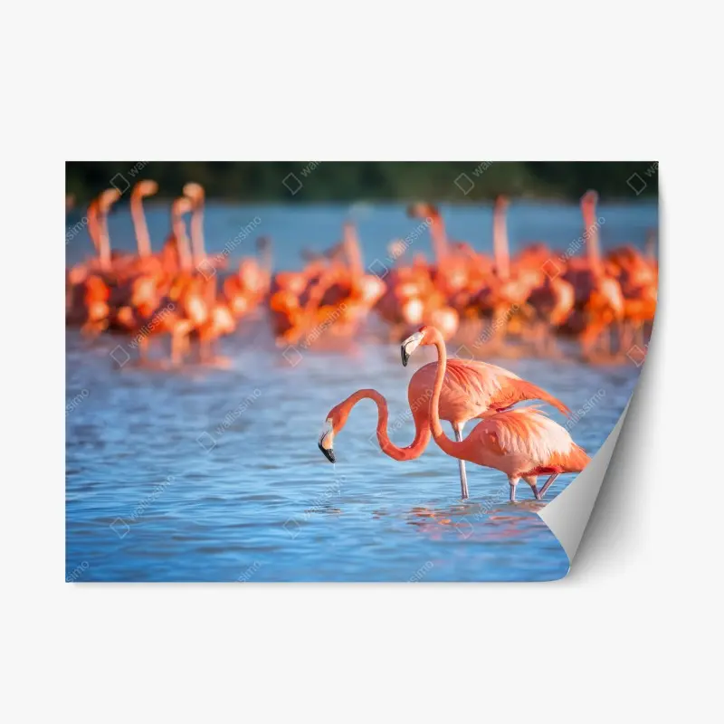 Repositionierbarer Aufkleber anmutige flamingos im flachen wasser