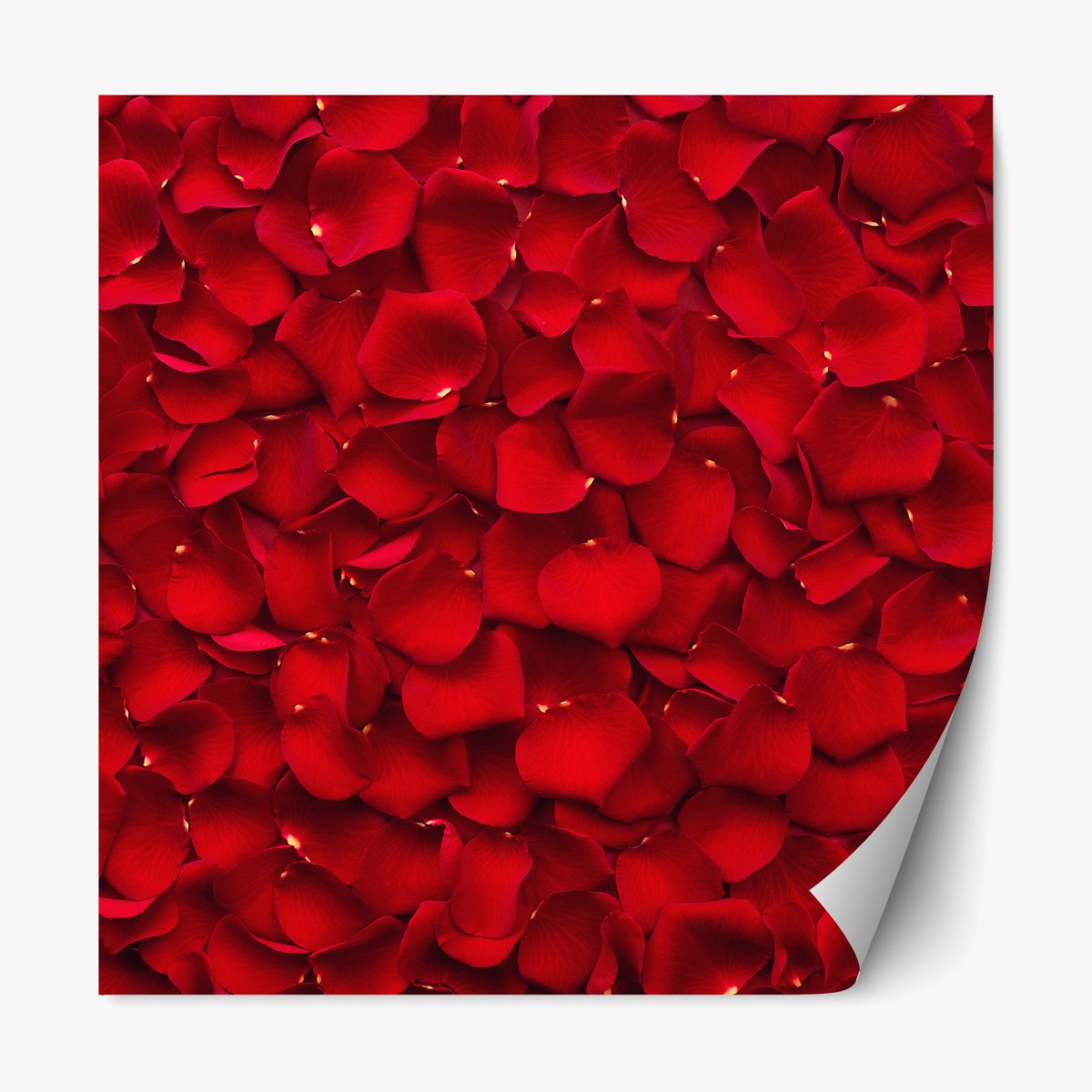 Repositionierbarer Aufkleber rote rosenblätter hintergrund – Pixers®