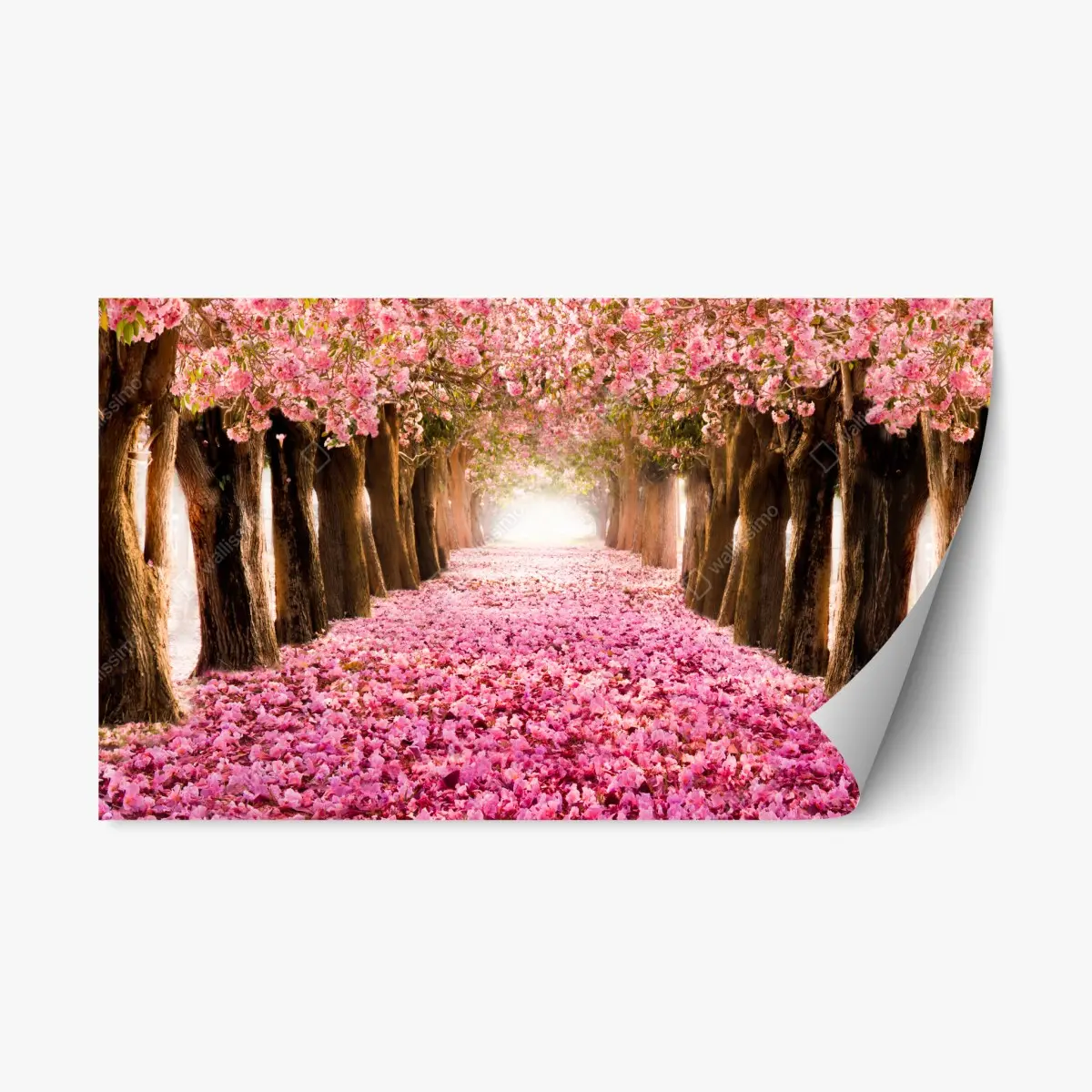 Repositionierbarer Aufkleber rosa blütenallee unter kirschbäumen – Pixers®