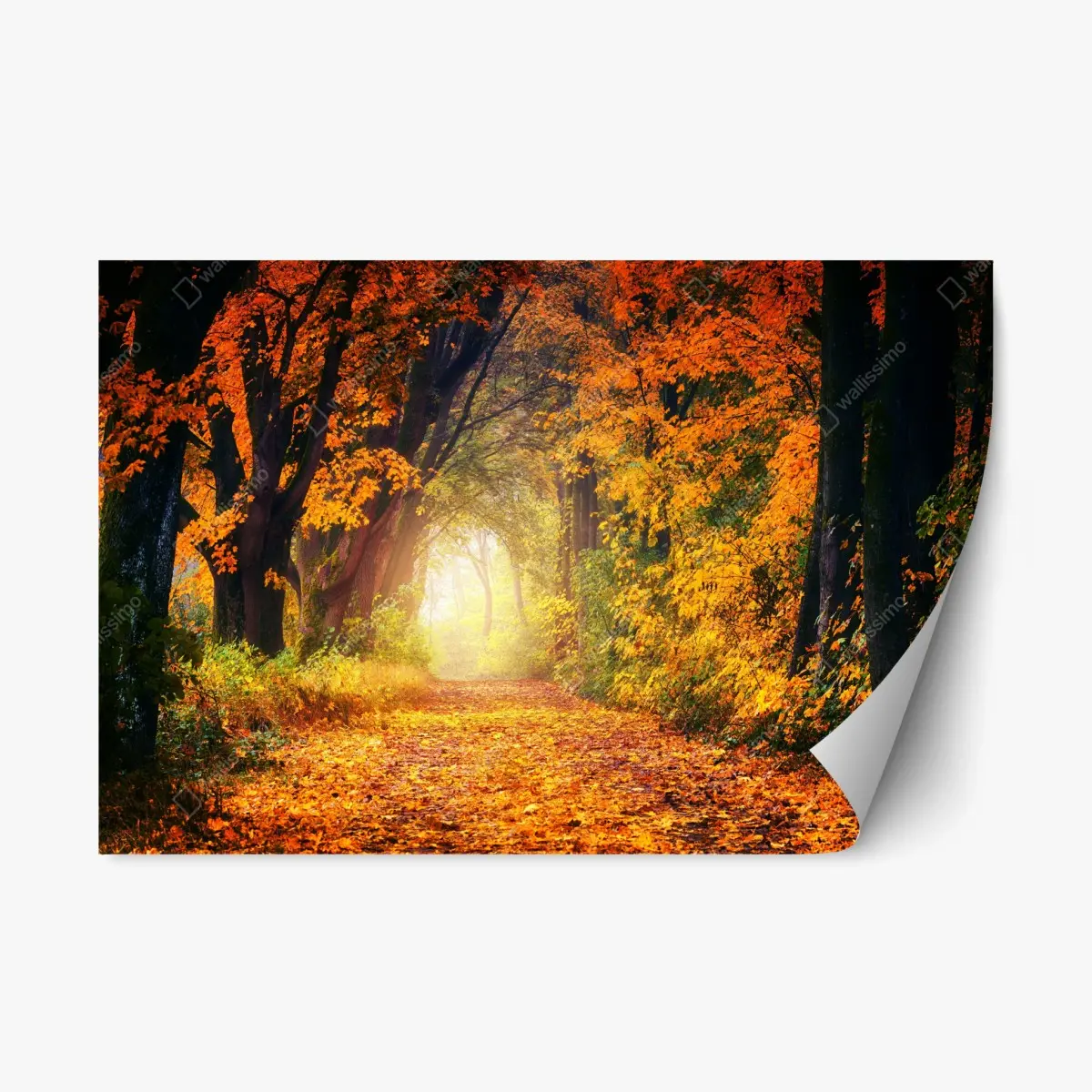 Repositionierbarer Aufkleber herbstlicher waldpfad im goldenen licht – Pixers®