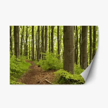 Repositionierbarer Aufkleber ruhiger grüner waldweg – Pixers®