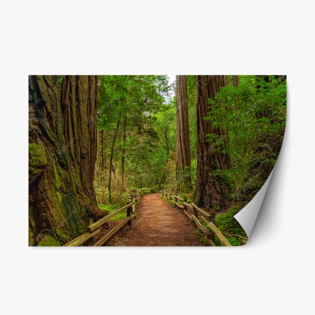 Repositionierbarer Aufkleber majestätischer waldpfad zwischen mammutbäumen – Pixers®