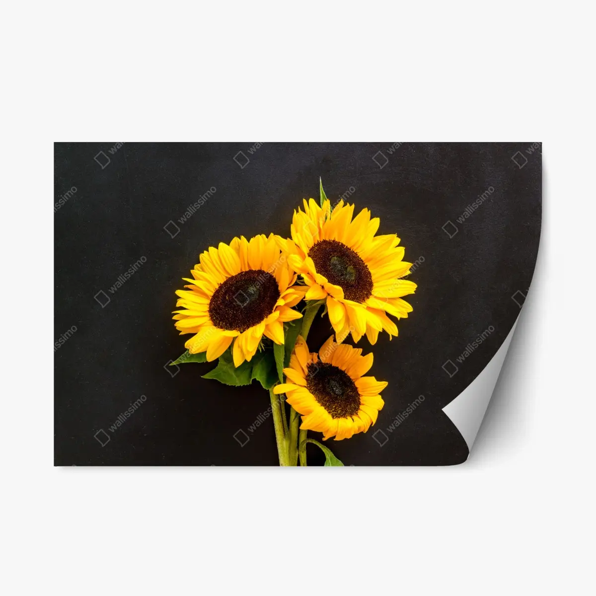 Repositionierbarer Aufkleber leuchtende sonnenblumen auf schwarzem hintergrund – Pixers®