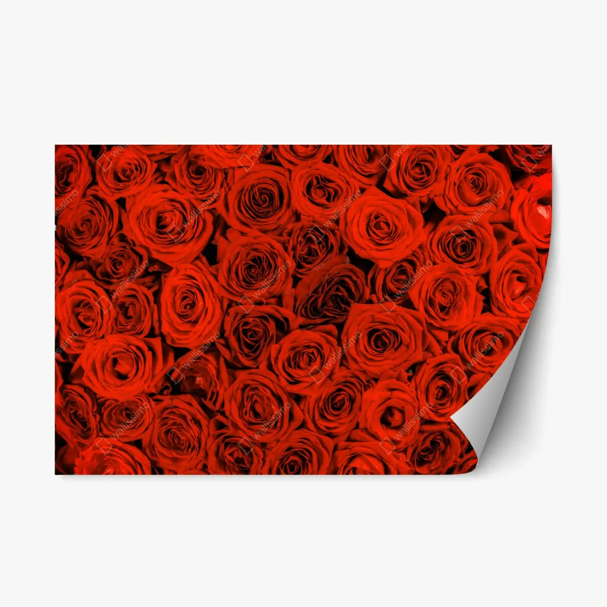 Repositionierbarer Aufkleber prächtiger strauß roter rosen – Pixers®