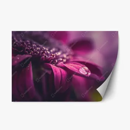Repositionierbarer Aufkleber lila makroblüte mit tautropfen – Pixers®