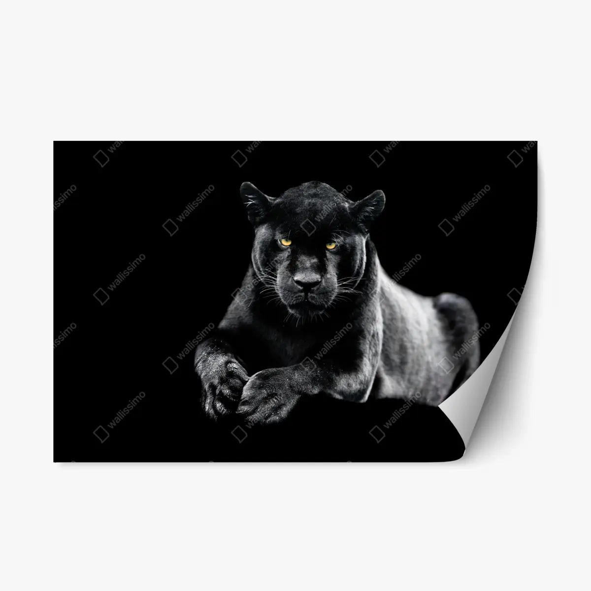 Repositionierbarer Aufkleber porträt eines schwarzen panthers vor schwarzem hintergrund – Pixers®