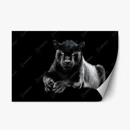 Repositionierbarer Aufkleber porträt eines schwarzen panthers vor schwarzem hintergrund – Pixers®