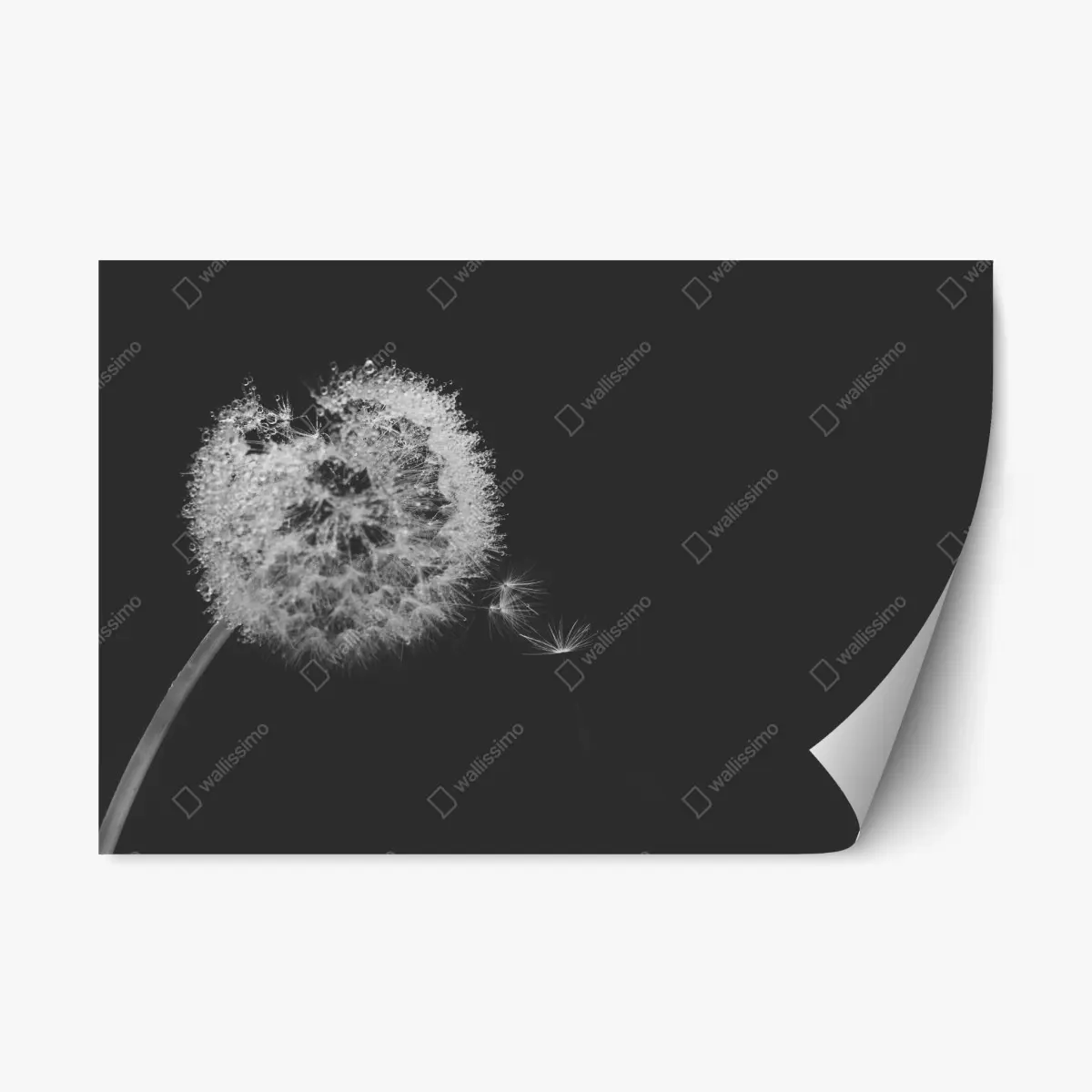 Repositionierbarer Aufkleber zarter löwenzahn in monochrom – Pixers®