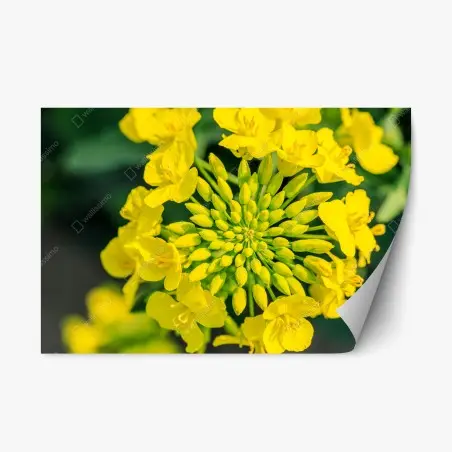 Repositionierbarer Aufkleber lebhafte gelbe rapsblüte im nahen makro – Pixers®