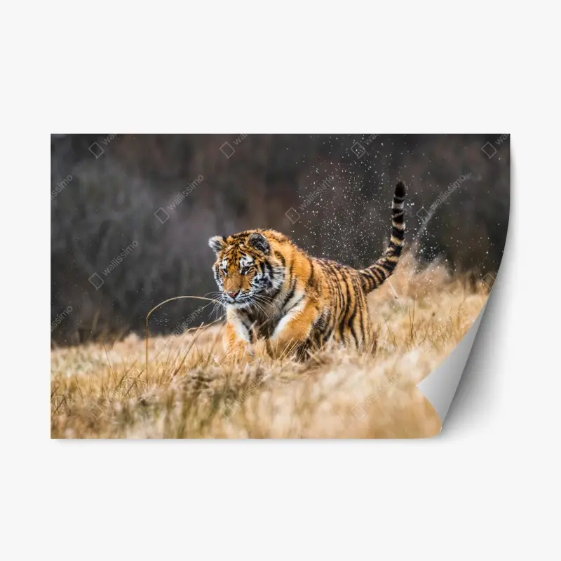 Repositionierbarer Aufkleber sibirischer tiger in bewegung