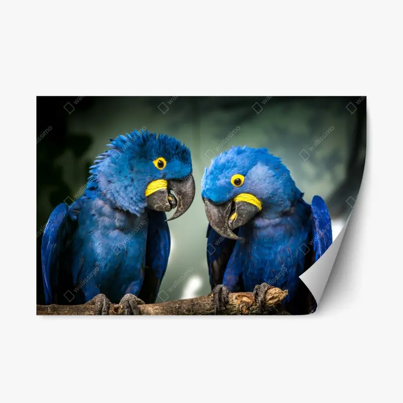 Repositionierbarer Aufkleber paar blauer aras - nahaufnahme