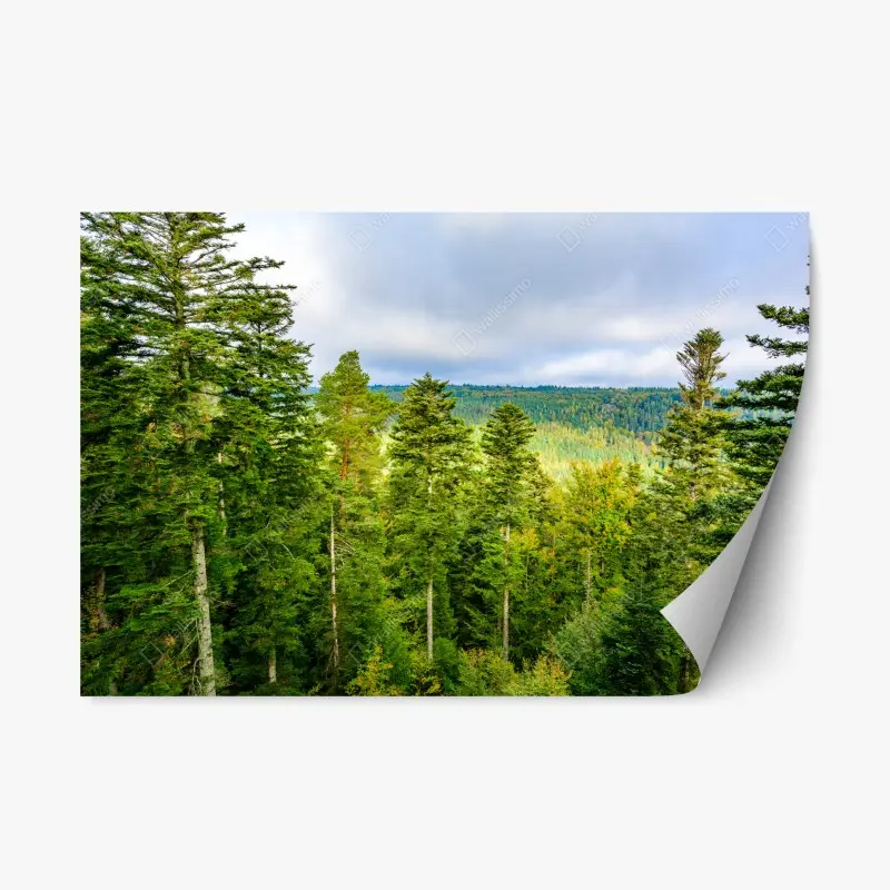 Repositionierbarer Aufkleber Schwarzwald herbstliche waldlandschaft