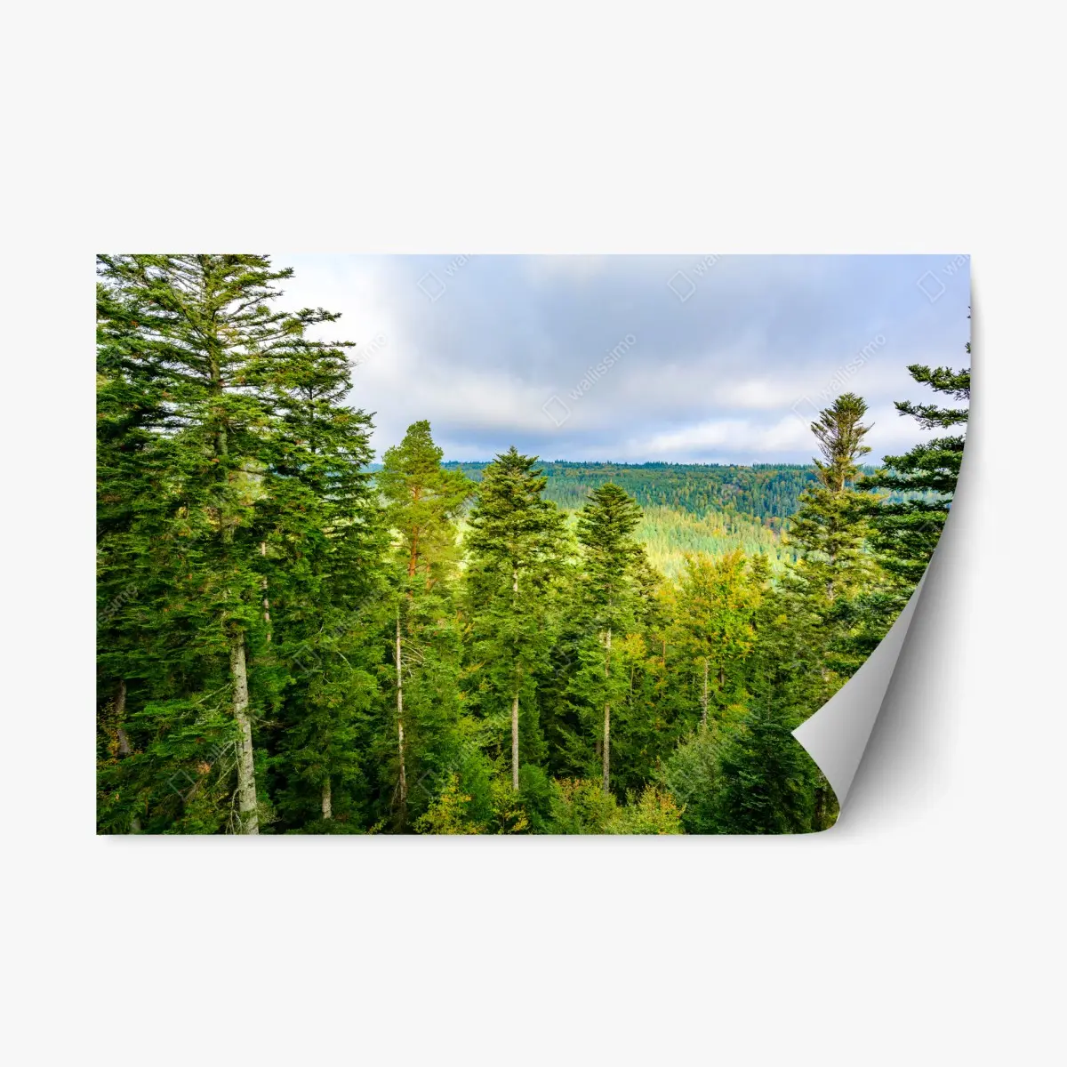 Repositionierbarer Aufkleber Schwarzwald herbstliche waldlandschaft – Pixers®