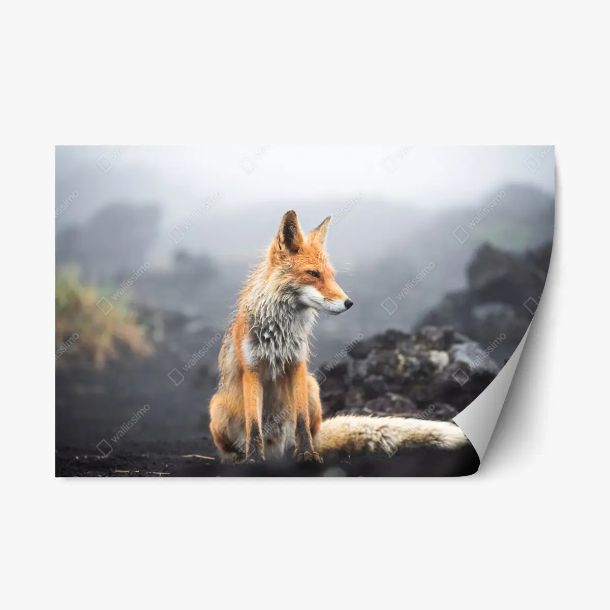 Repositionierbarer Aufkleber roter fuchs in nebliger landschaft – Pixers®