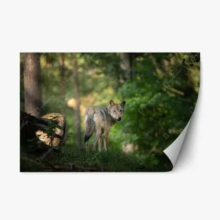 Repositionierbarer Aufkleber wolf auf der lichtung im wald – Pixers®