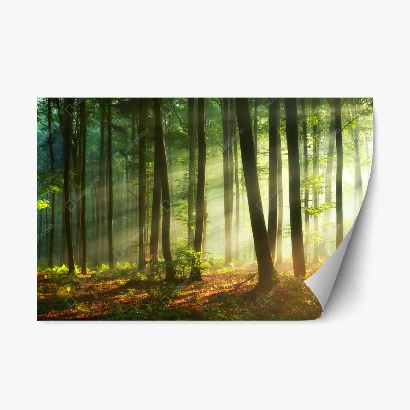 Repositionierbarer Aufkleber sonnenbeschienener morgenwald