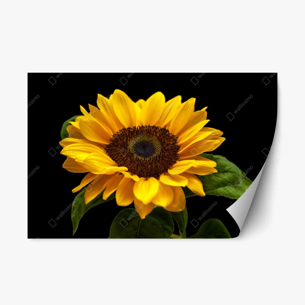 Repositionierbarer Aufkleber leuchtende sonnenblume auf schwarzem hintergrund – Pixers®