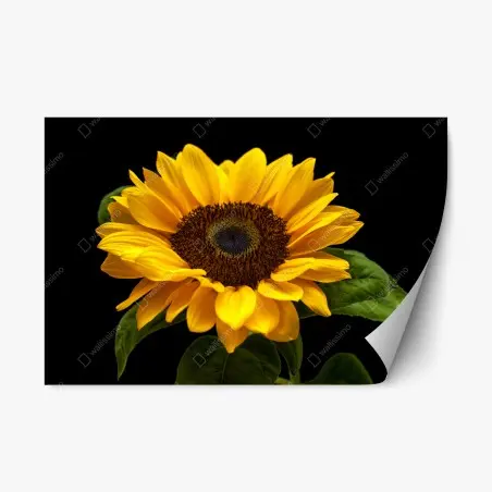 Repositionierbarer Aufkleber leuchtende sonnenblume auf schwarzem hintergrund – Pixers®