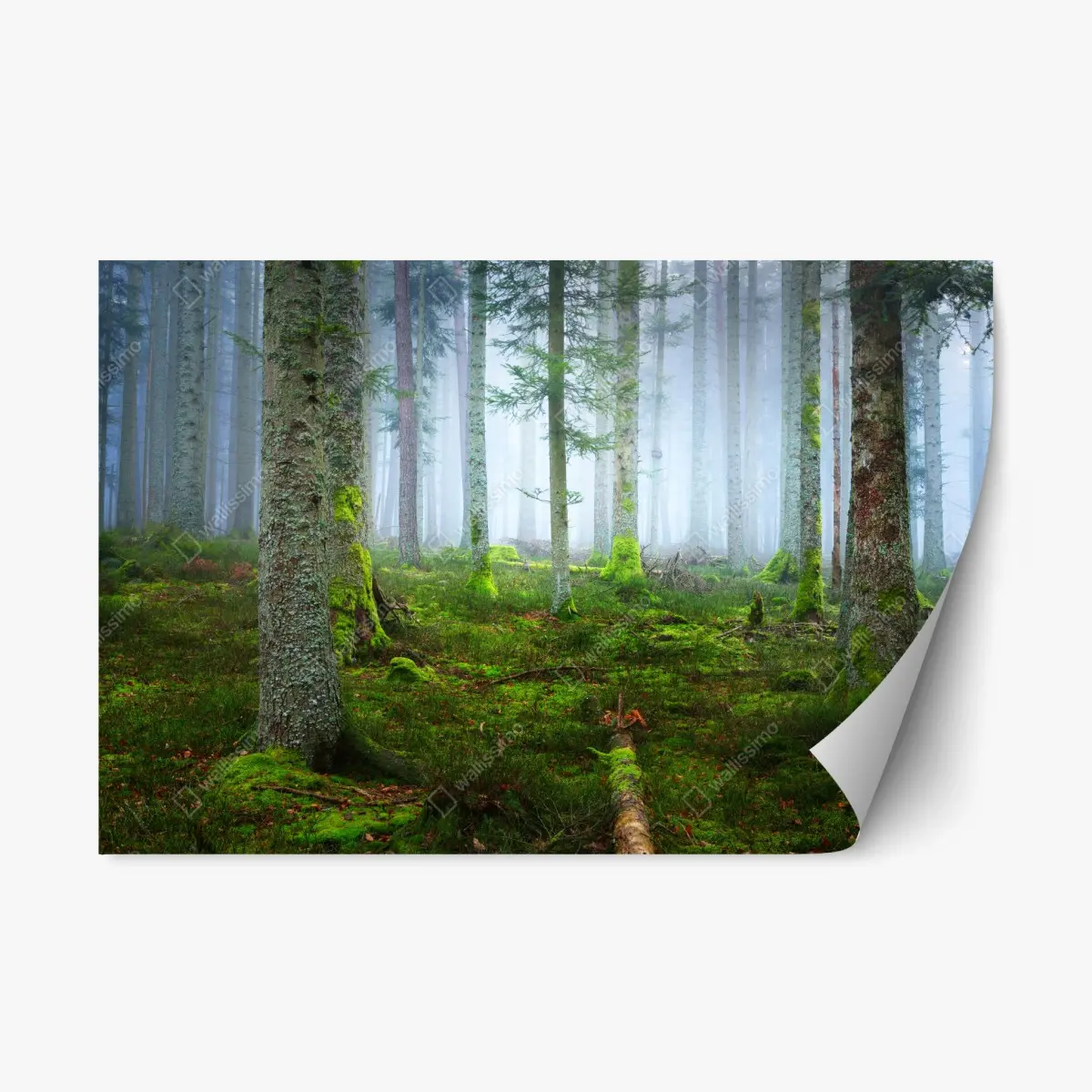 Repositionierbarer Aufkleber nebliger kiefernwald aus dem Elsass – Pixers®