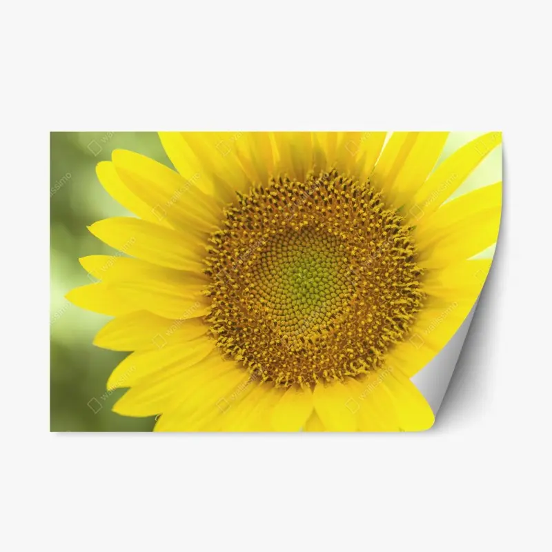 Repositionierbarer Aufkleber leuchtende nahaufnahme sonnenblume