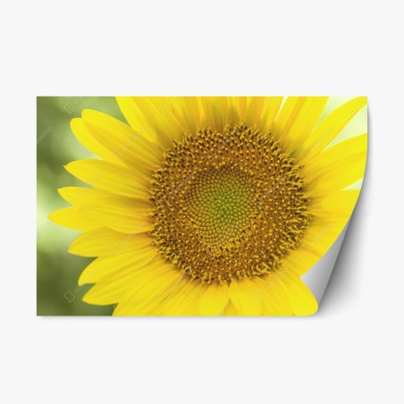 Repositionierbarer Aufkleber leuchtende nahaufnahme sonnenblume – Pixers®