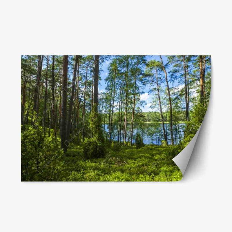 Repositionierbarer Aufkleber ruhiger kiefernwald am see