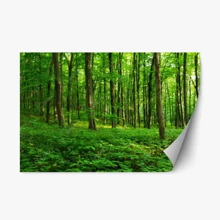 Repositionierbarer Aufkleber sonniger grüner wald im frühling – Pixers®