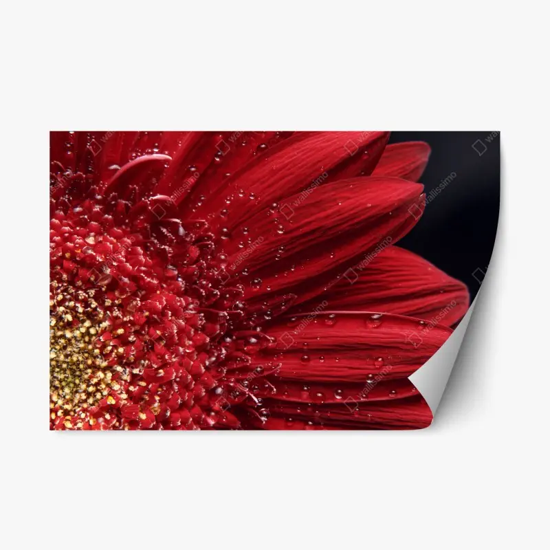 Repositionierbarer Aufkleber rote gerbera makro mit wassertropfen