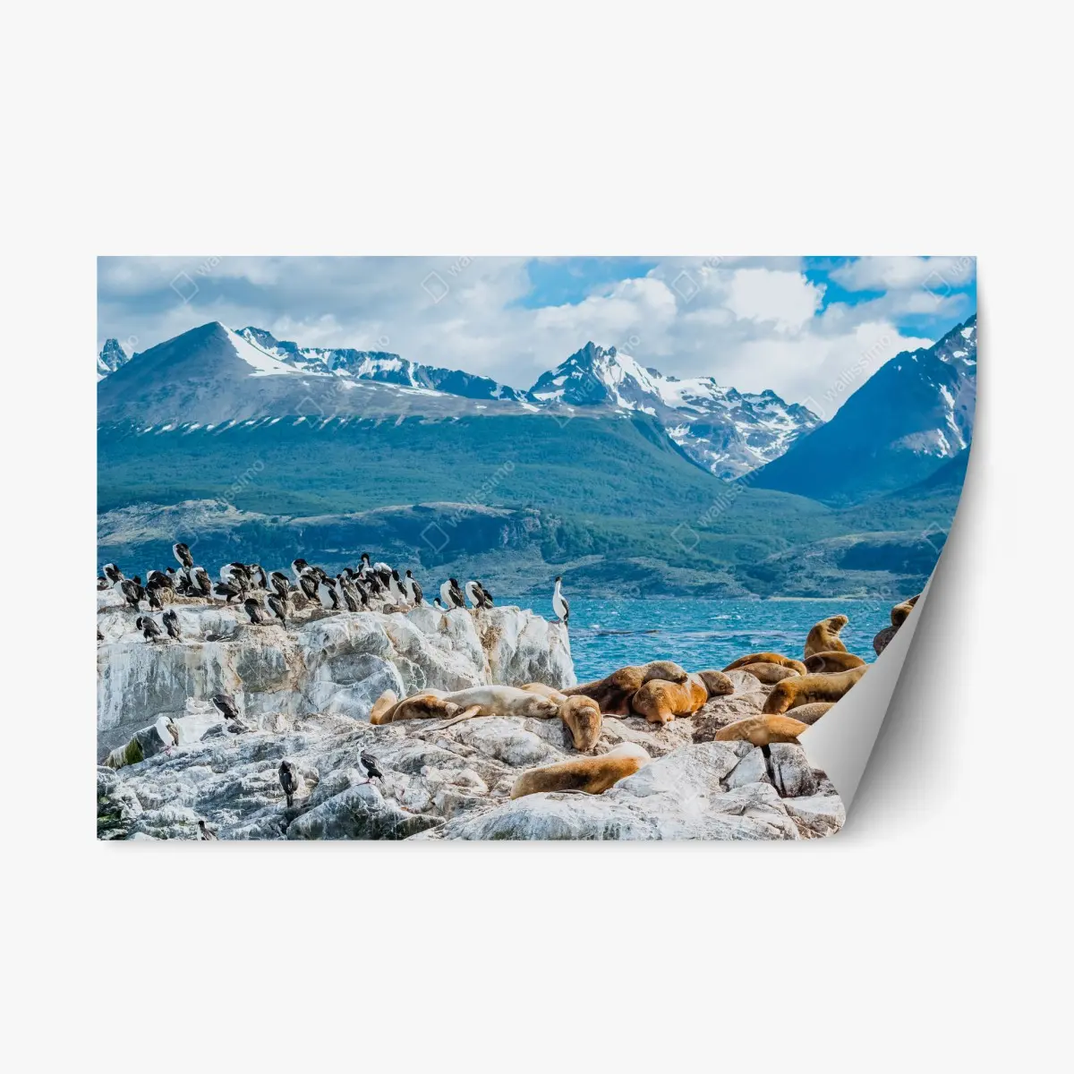 Repositionierbarer Aufkleber seelöwen und seevögel an der felsküste – Pixers®