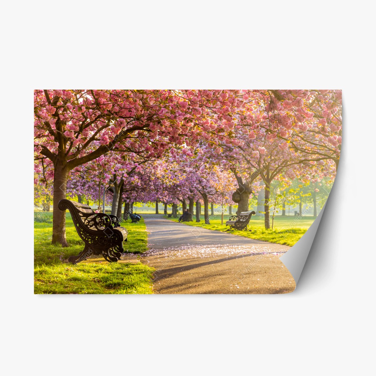 Repositionierbarer Aufkleber kirschblütenallee im frühling – Pixers®