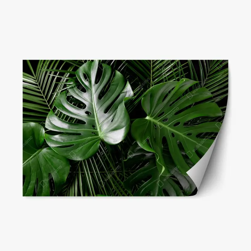 Repositionierbarer Aufkleber üppige monstera-blätter
