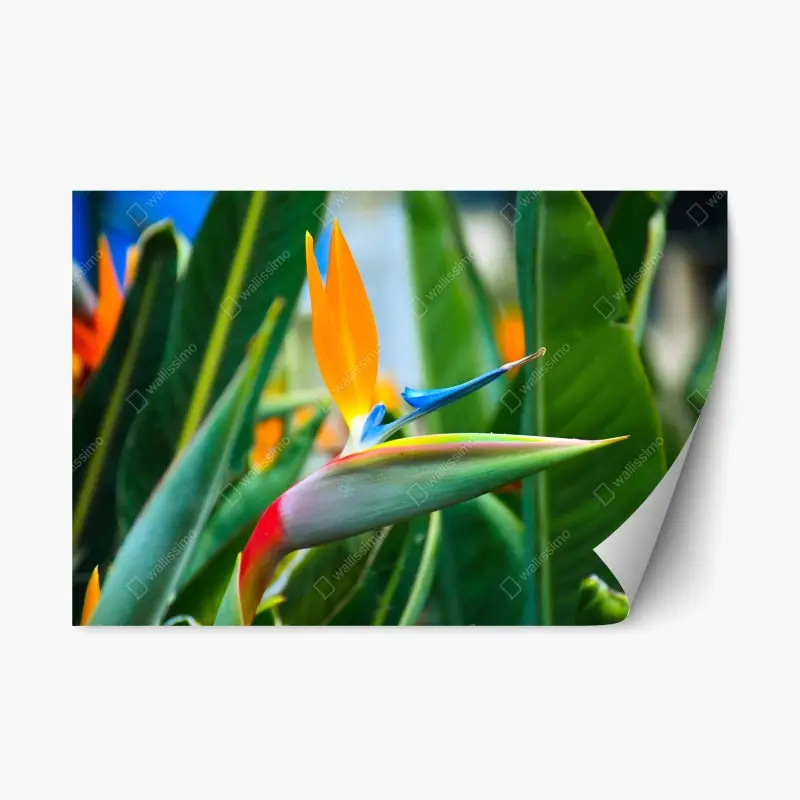 Repositionierbarer Aufkleber leuchtende paradiesvogelblume