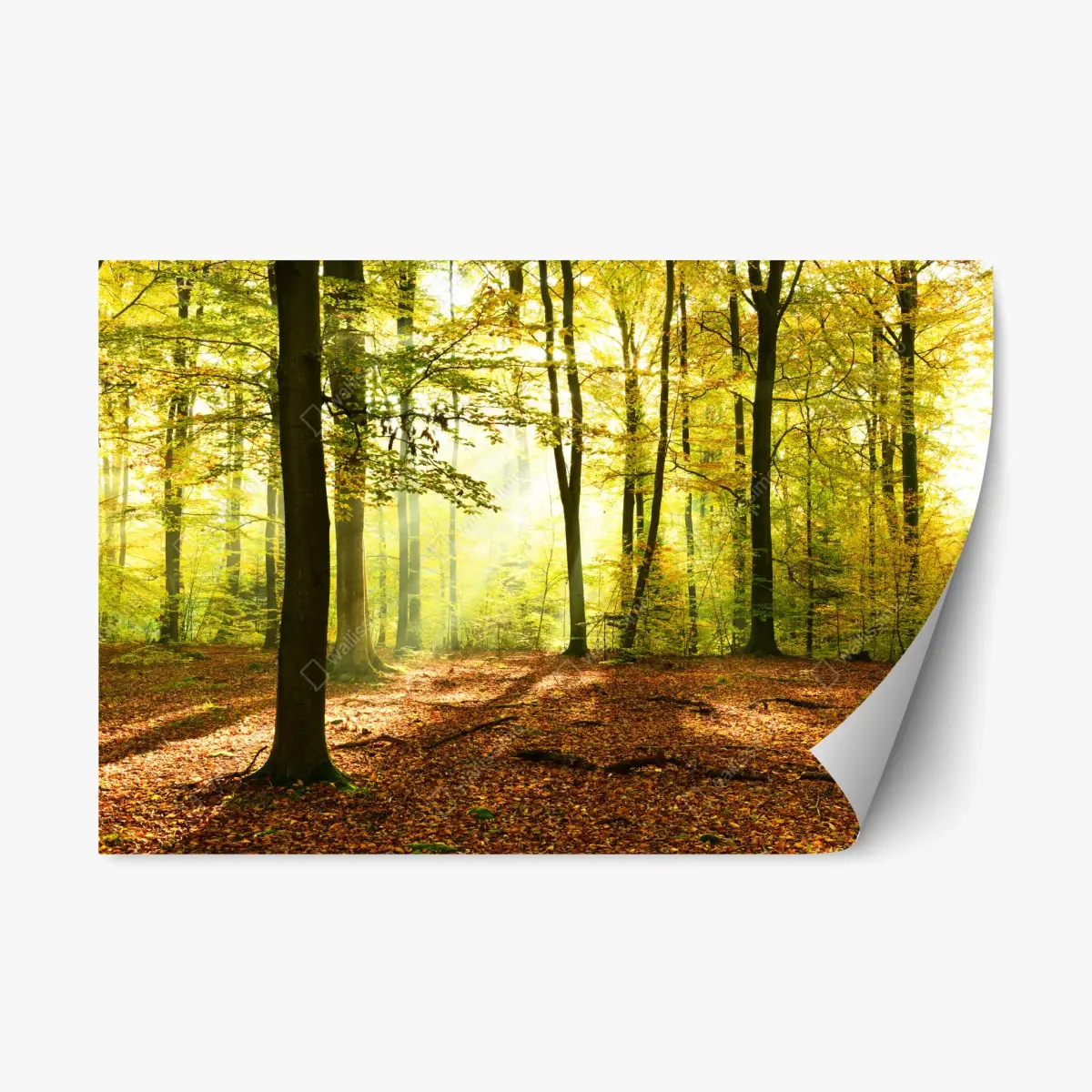 Repositionierbarer Aufkleber goldener herbstwald am morgen – Pixers®