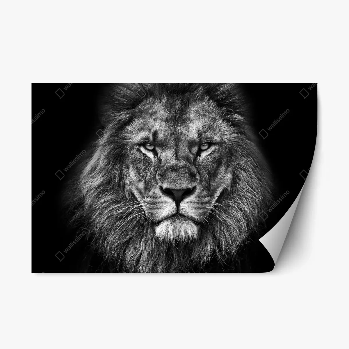 Repositionierbarer Aufkleber majestätisches löwenportrait in monochrom – Pixers®