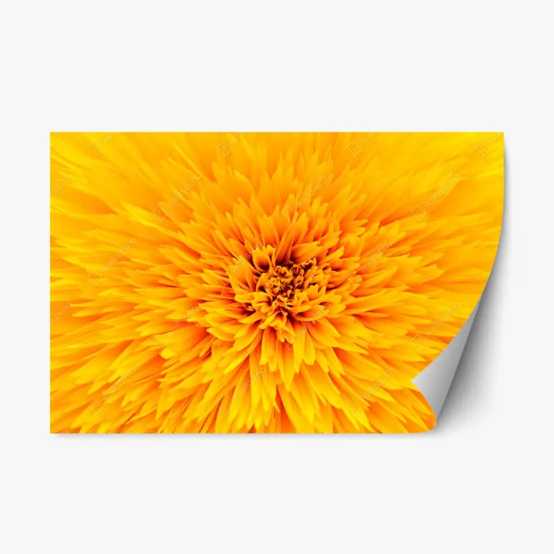 Repositionierbarer Aufkleber strahlende sonnenblume nahaufnahme