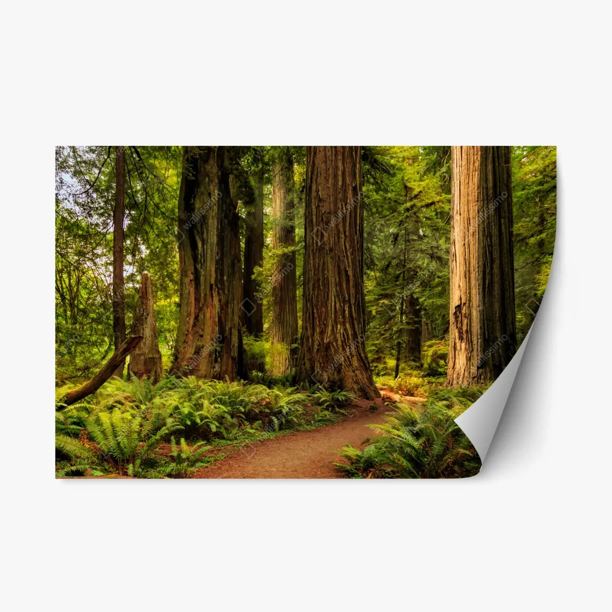Repositionierbarer Aufkleber Kalifornien mammutbäume waldweg – Pixers®