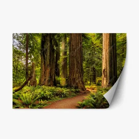 Repositionierbarer Aufkleber Kalifornien mammutbäume waldweg – Pixers®