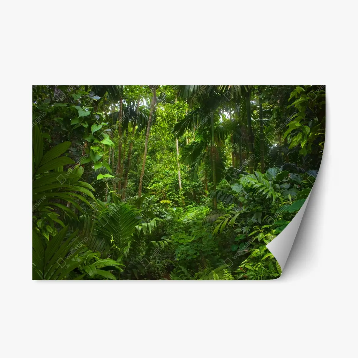 Repositionierbarer Aufkleber üppiger tropischer dschungel – Pixers®