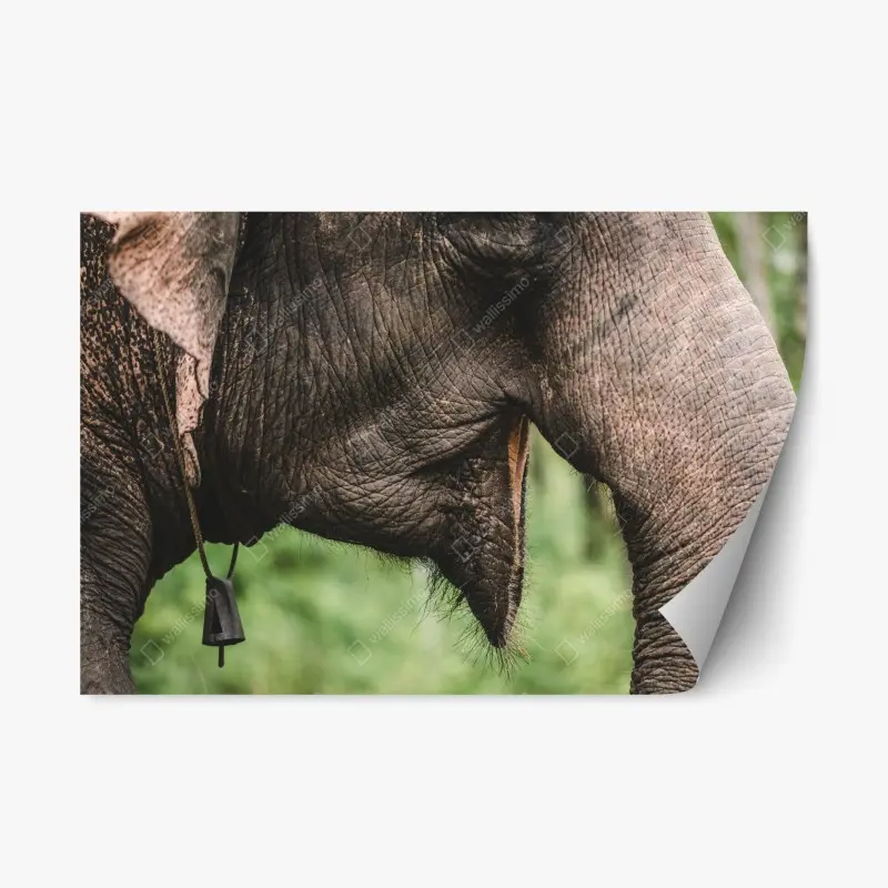 Repositionierbarer Aufkleber asiatischer elefant nahaufnahme
