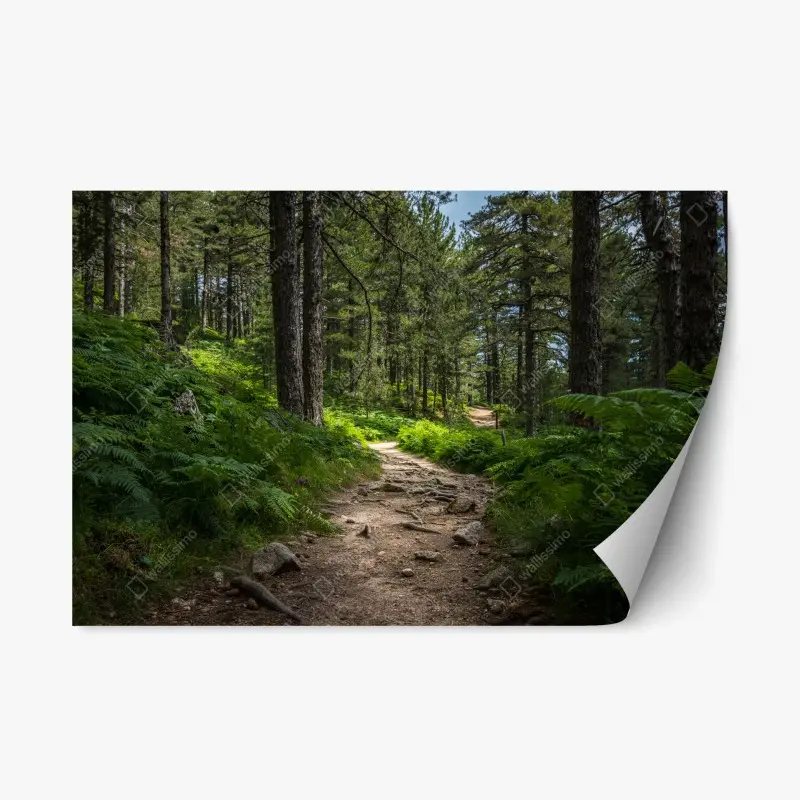 Repositionierbarer Aufkleber ruhiger waldpfad durch üppiges grün