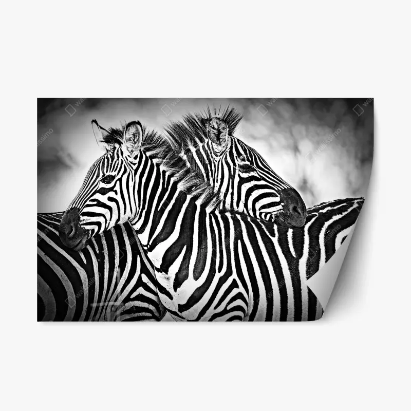 Repositionierbarer Aufkleber intimes zebra-porträt in schwarzweiß