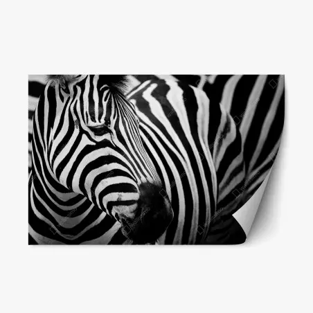 Repositionierbarer Aufkleber zebra in monochromen streifen – Pixers®