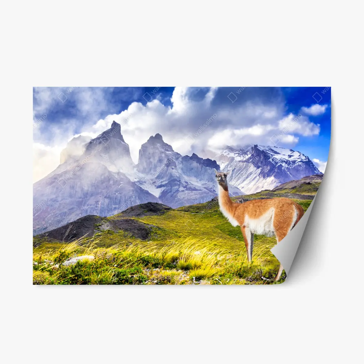 Repositionierbarer Aufkleber Torres del Paine Patagonia landschaft mit guanako – Pixers®