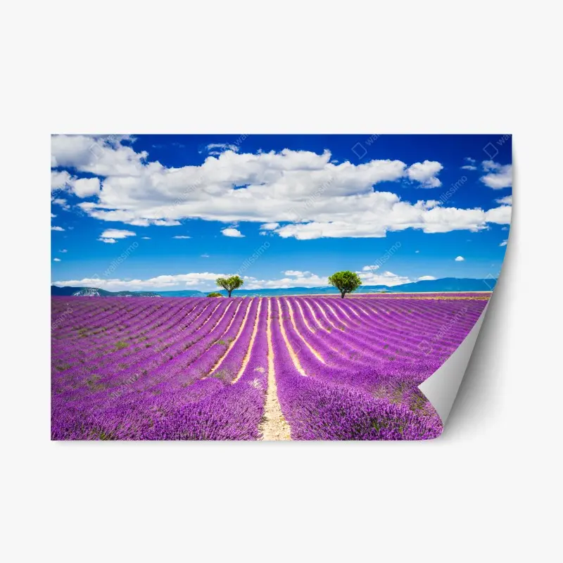 Repositionierbarer Aufkleber lavendelfelder in Provence