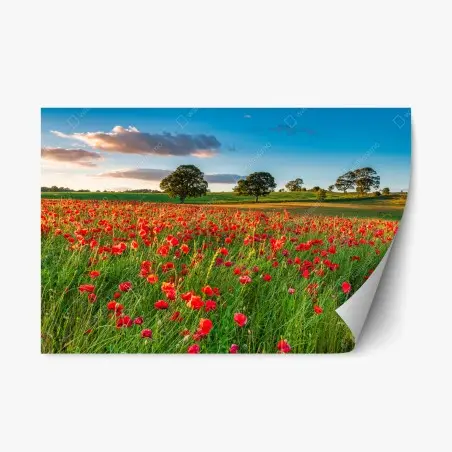 Repositionierbarer Aufkleber rotes mohnfeld bei Corbridge – Pixers®