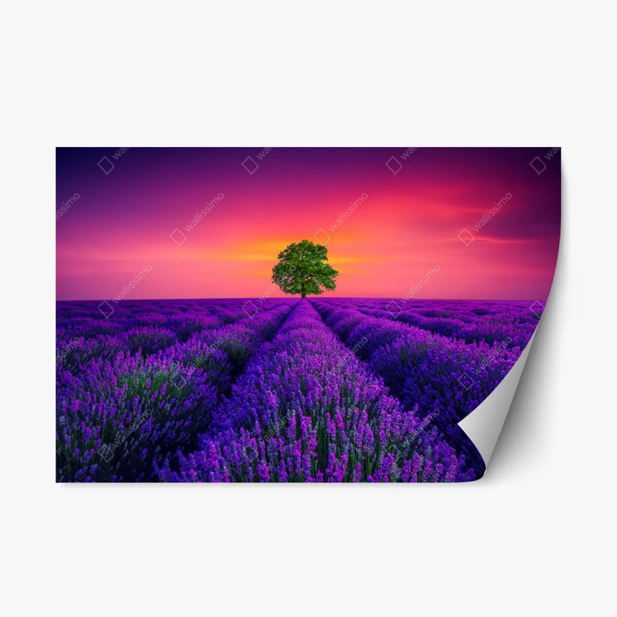 Repositionierbarer Aufkleber lavendelfeld bei sonnenuntergang mit einsamem baum – Pixers®